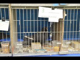 Concurso de Palomas 2012